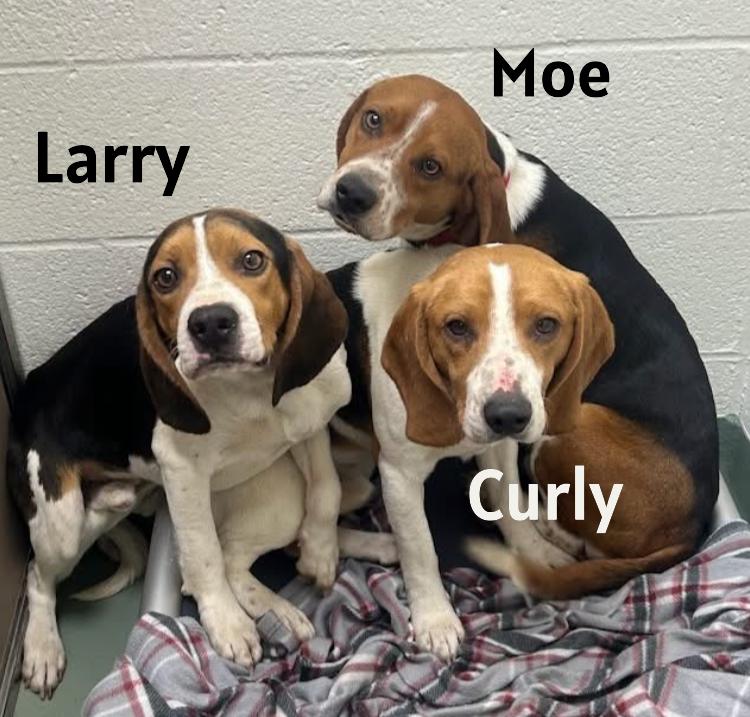 Enlarge Larry, a ADOPTABLE Beagle in Lexington, MA image 1/3