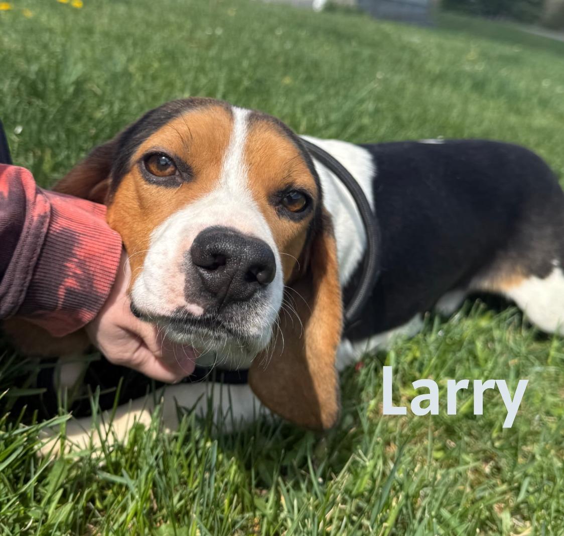 Enlarge Larry, a ADOPTABLE Beagle in Lexington, MA image 2/3