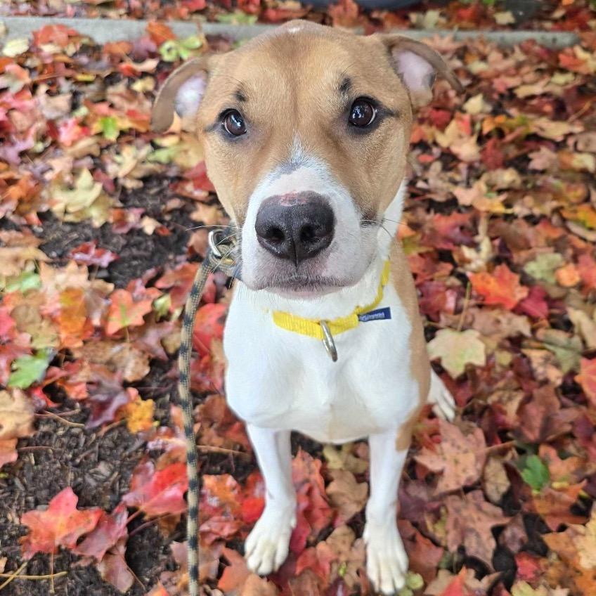 Dexter, Adoptable, Senior Male Mixed Breed.