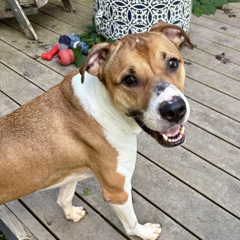 Dexter, a Adoptable Mixed Breed in Asheville, NC image 2/4