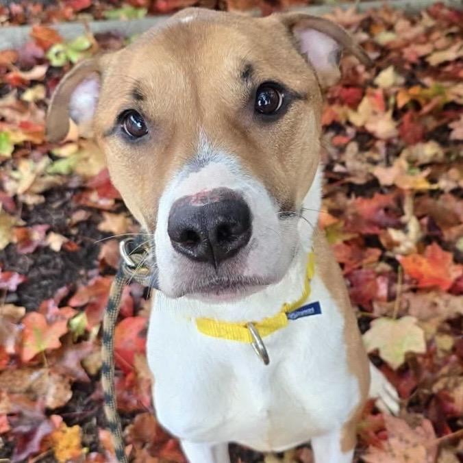 Dexter, a Adoptable Mixed Breed in Asheville, NC image 3/4