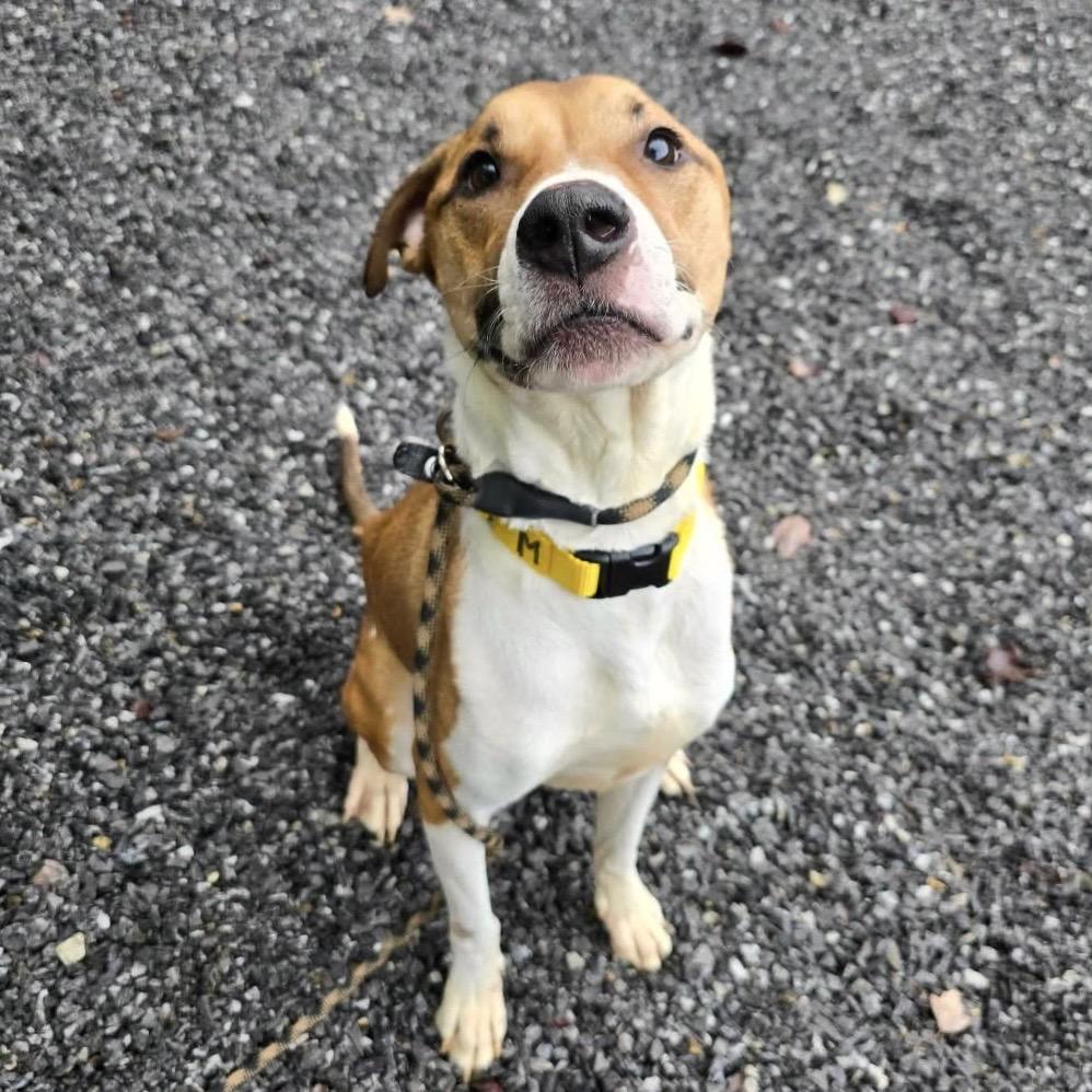 Dexter, a Adoptable Mixed Breed in Asheville, NC image 4/4