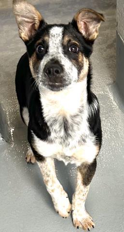 A252017, Adoptable, Puppy Male Australian Cattle Dog / Blue Heeler & Mixed Breed.