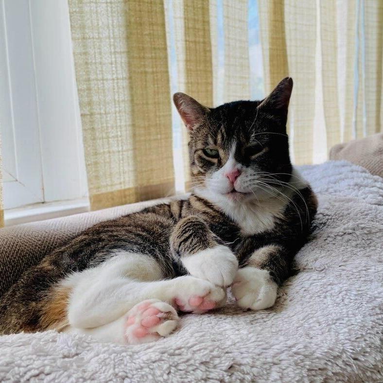 Alex, Adoptable, Senior Male Domestic Short Hair.