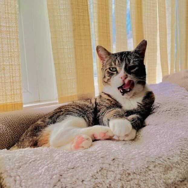 Enlarge Alex, a Adoptable Domestic Short Hair in New York, NY image 2/3