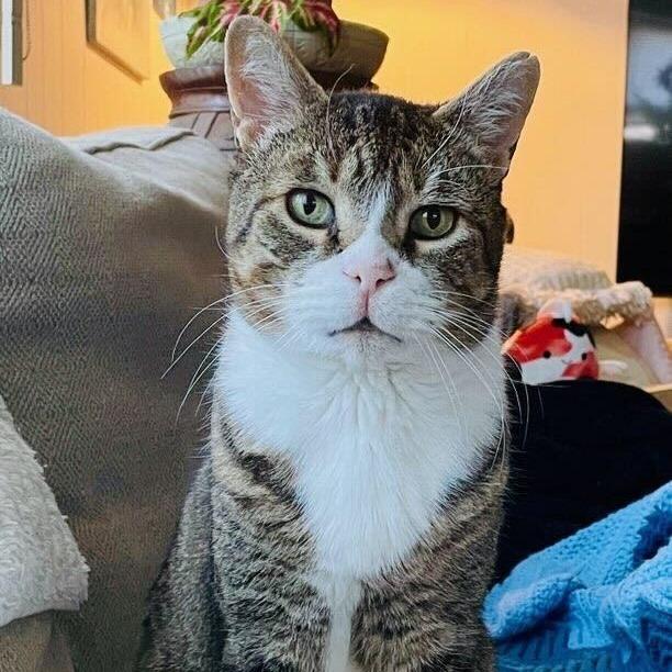 Enlarge Alex, a Adoptable Domestic Short Hair in New York, NY image 3/3