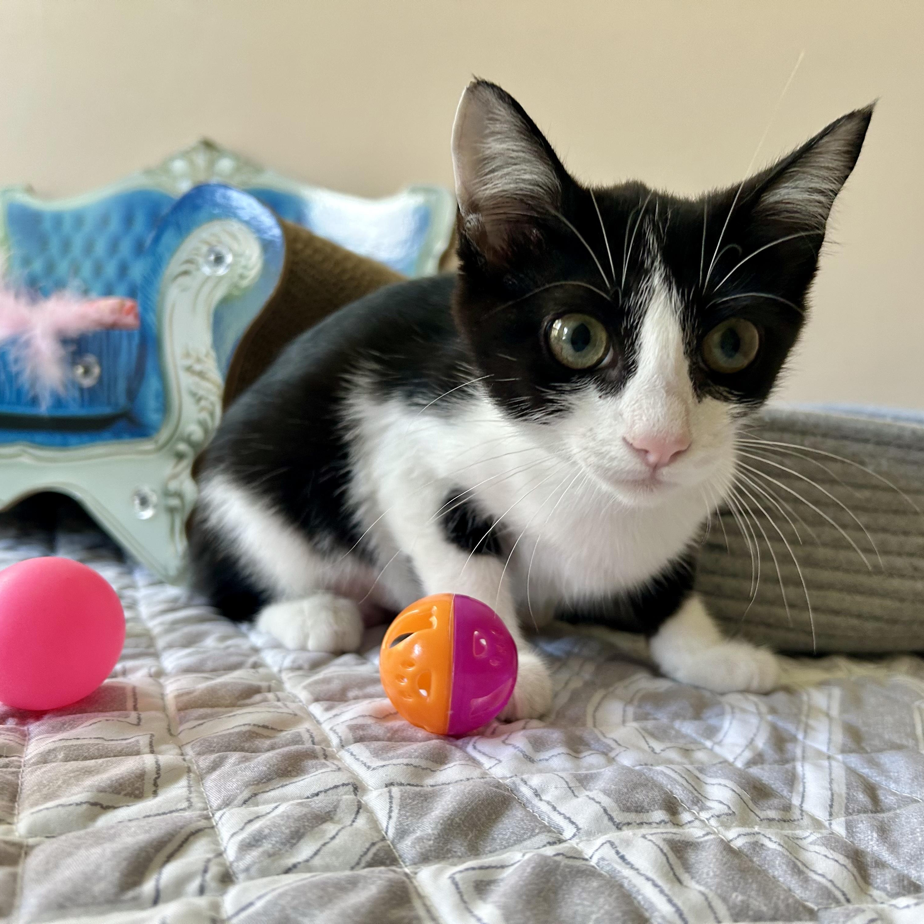 Enlarge Linda, a Adoptable Domestic Short Hair in Seymour, TN image 2/6
