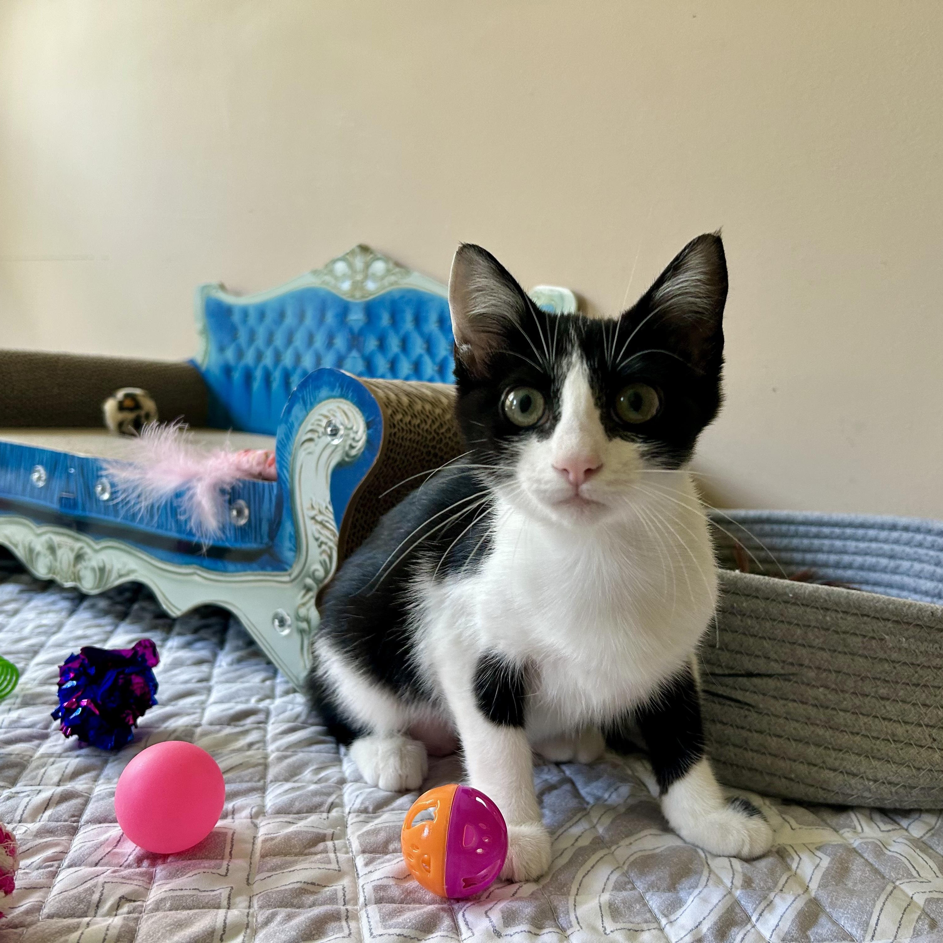 Linda, Adoptable, Kitten Female Domestic Short Hair.