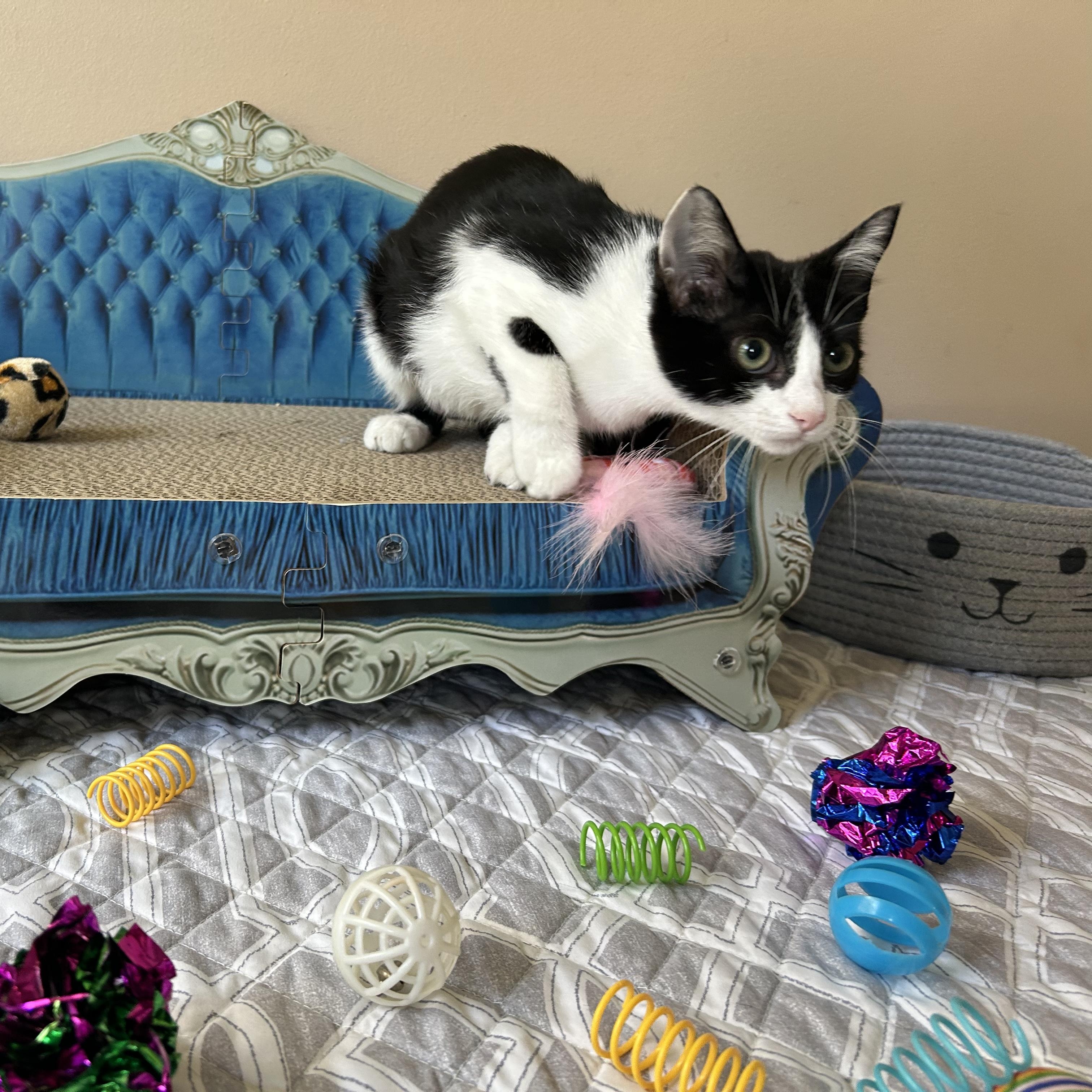 Enlarge Linda, a Adoptable Domestic Short Hair in Seymour, TN image 6/6