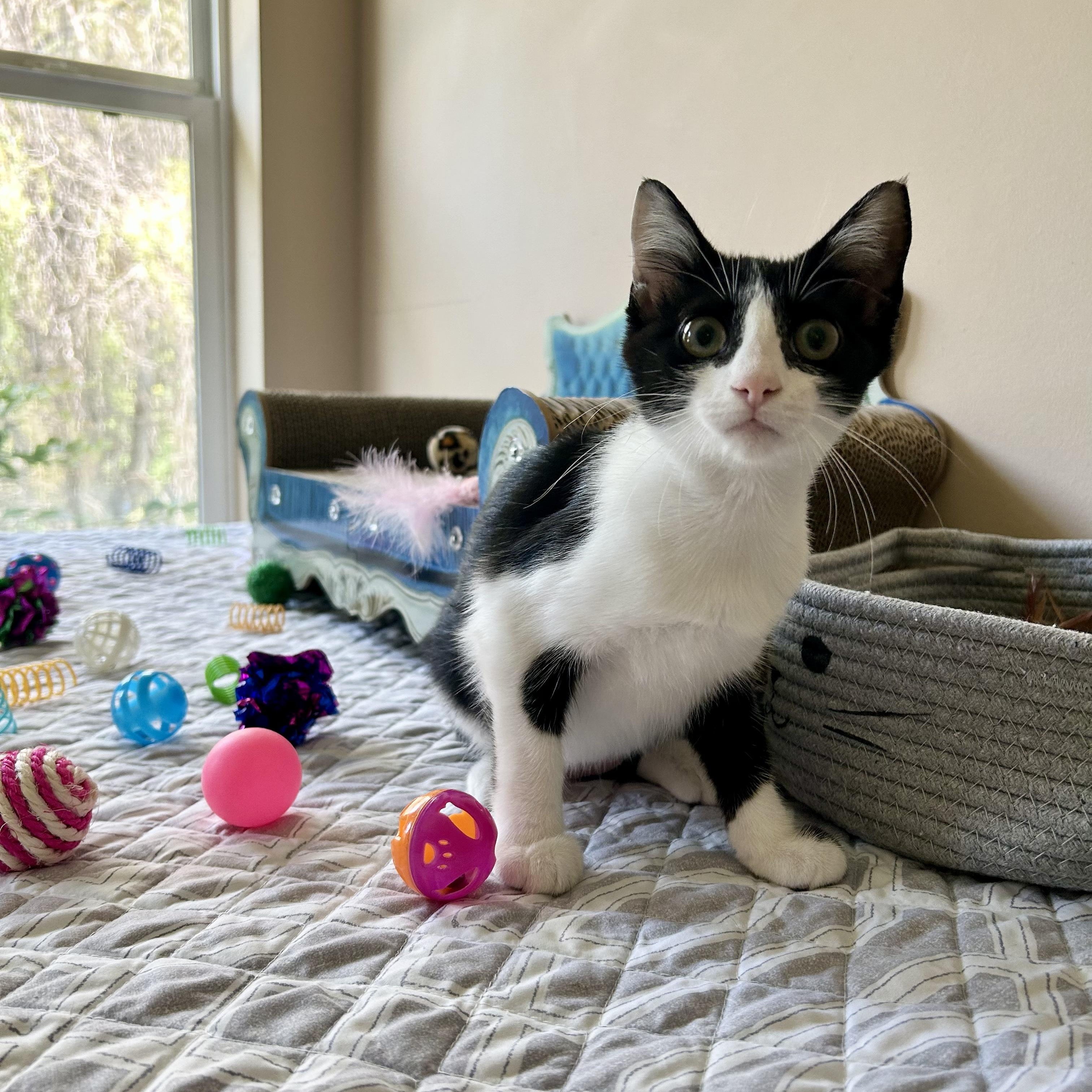 Enlarge Linda, a Adoptable Domestic Short Hair in Seymour, TN image 5/6