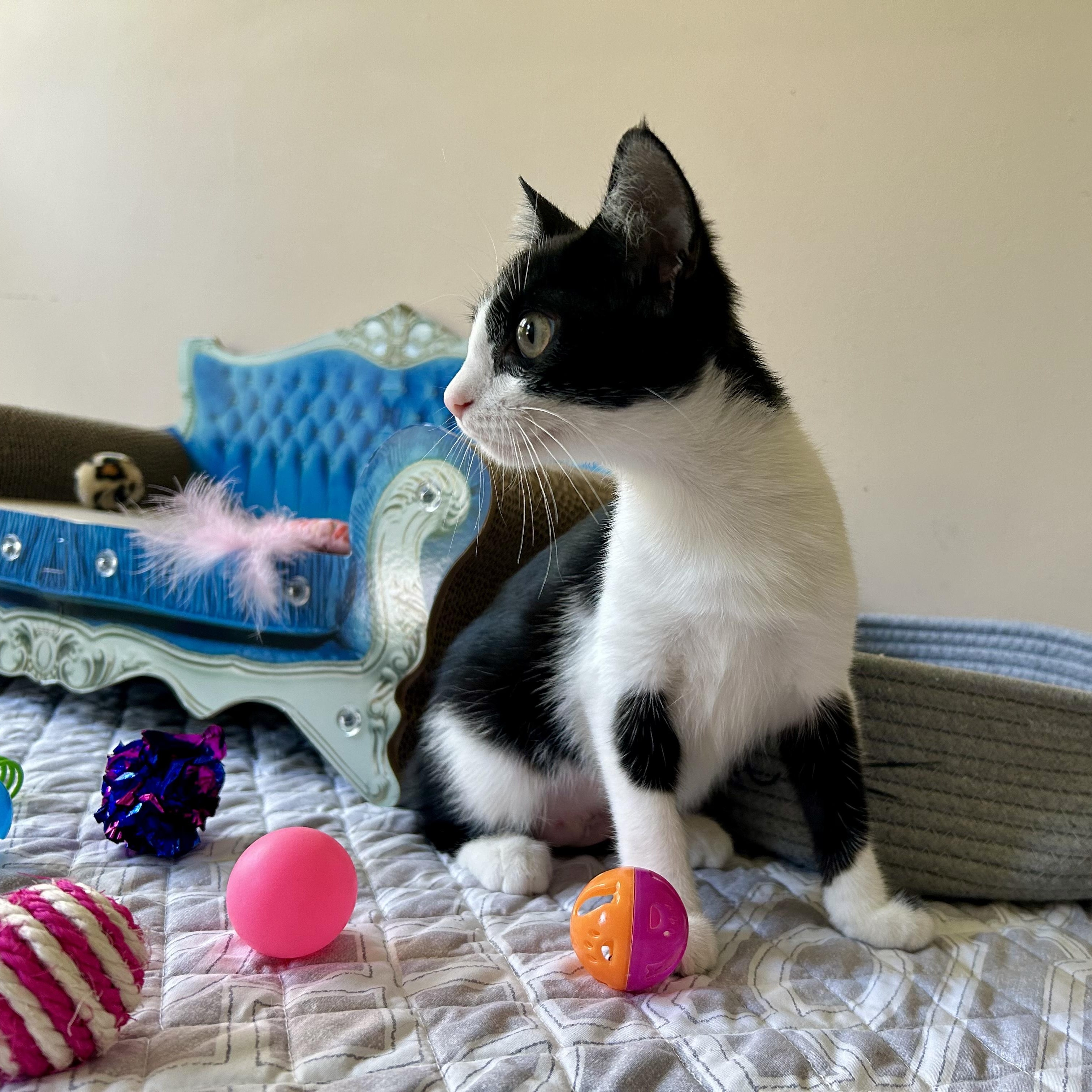 Enlarge Linda, a Adoptable Domestic Short Hair in Seymour, TN image 4/6