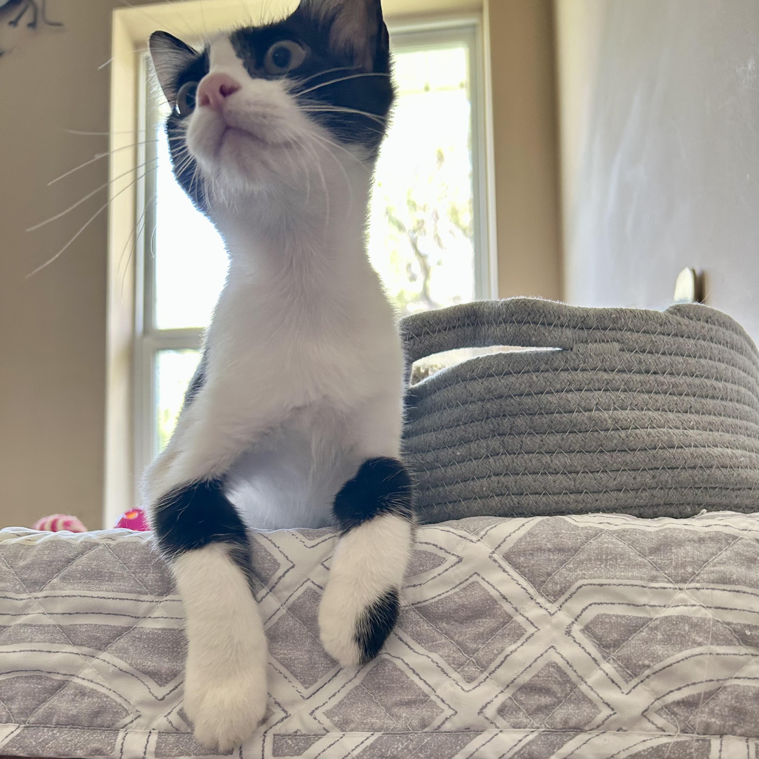 Enlarge Linda, a Adoptable Domestic Short Hair in Seymour, TN image 3/6
