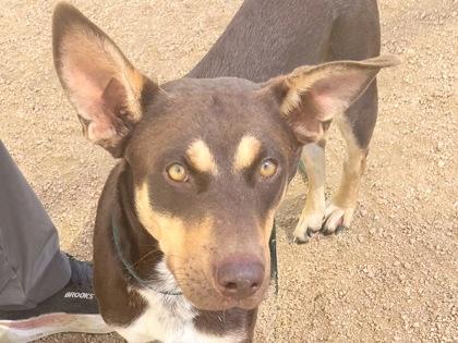Congo, an adopted Mixed Breed in Georgetown, TX image 1/2