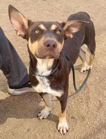 Congo, an adopted Mixed Breed in Georgetown, TX image 2/2