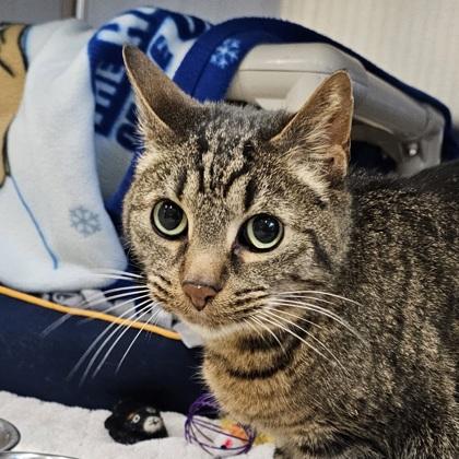 Melon, Adoptable, Adult Male Domestic Short Hair & Domestic Short Hair.