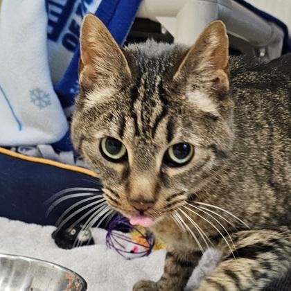 Enlarge Melon, a Adoptable mixed breed in Scotia, NY image 2/2