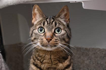 Melon, Adoptable, Adult Male Domestic Short Hair & Domestic Short Hair.