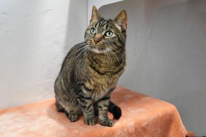 Enlarge Melon, a Adoptable mixed breed in Scotia, NY image 3/3