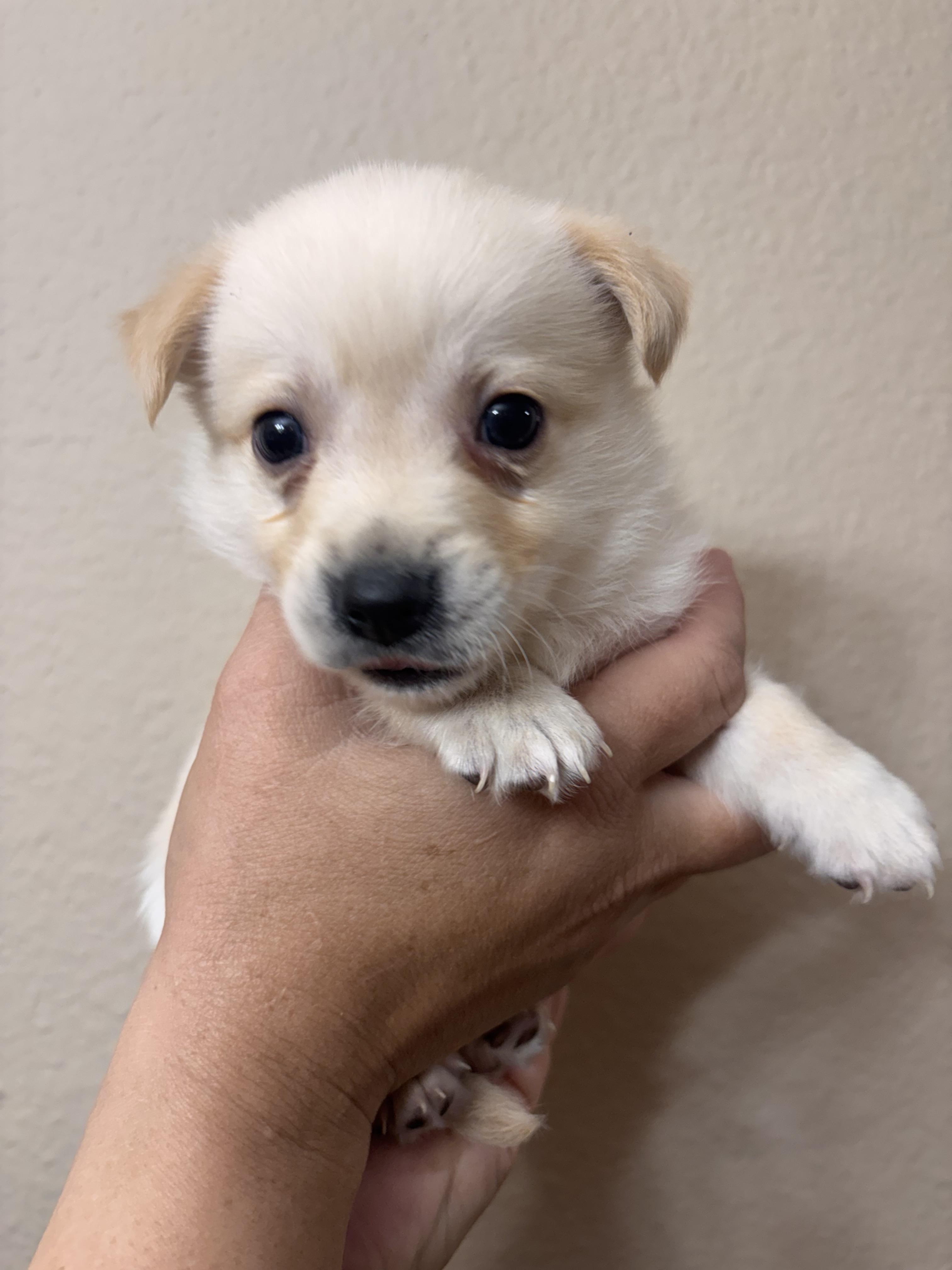 Enlarge Myer, a ADOPTABLE mixed breed in Corona, CA image 2/5