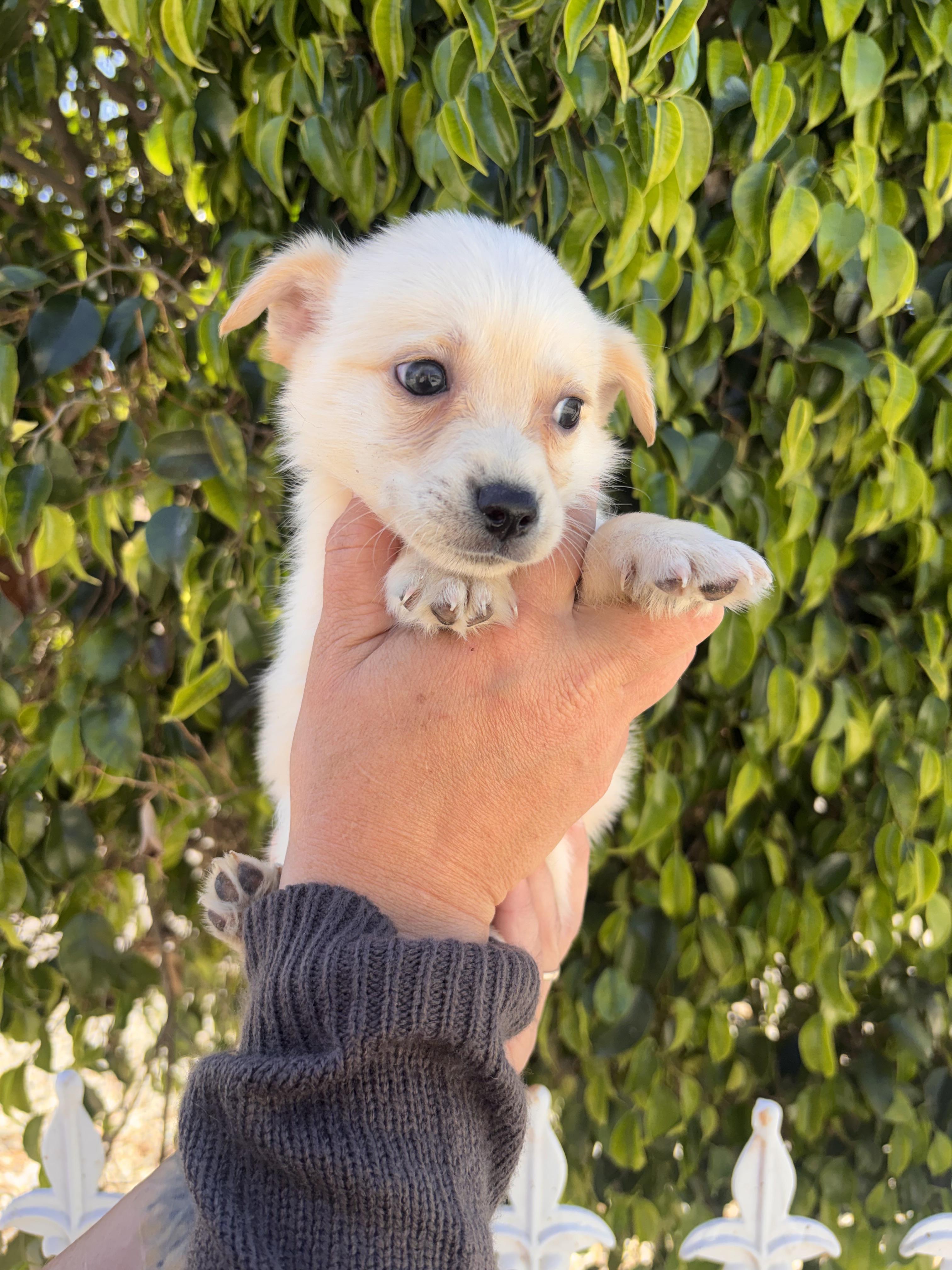 Enlarge Myer, a ADOPTABLE mixed breed in Corona, CA image 3/5