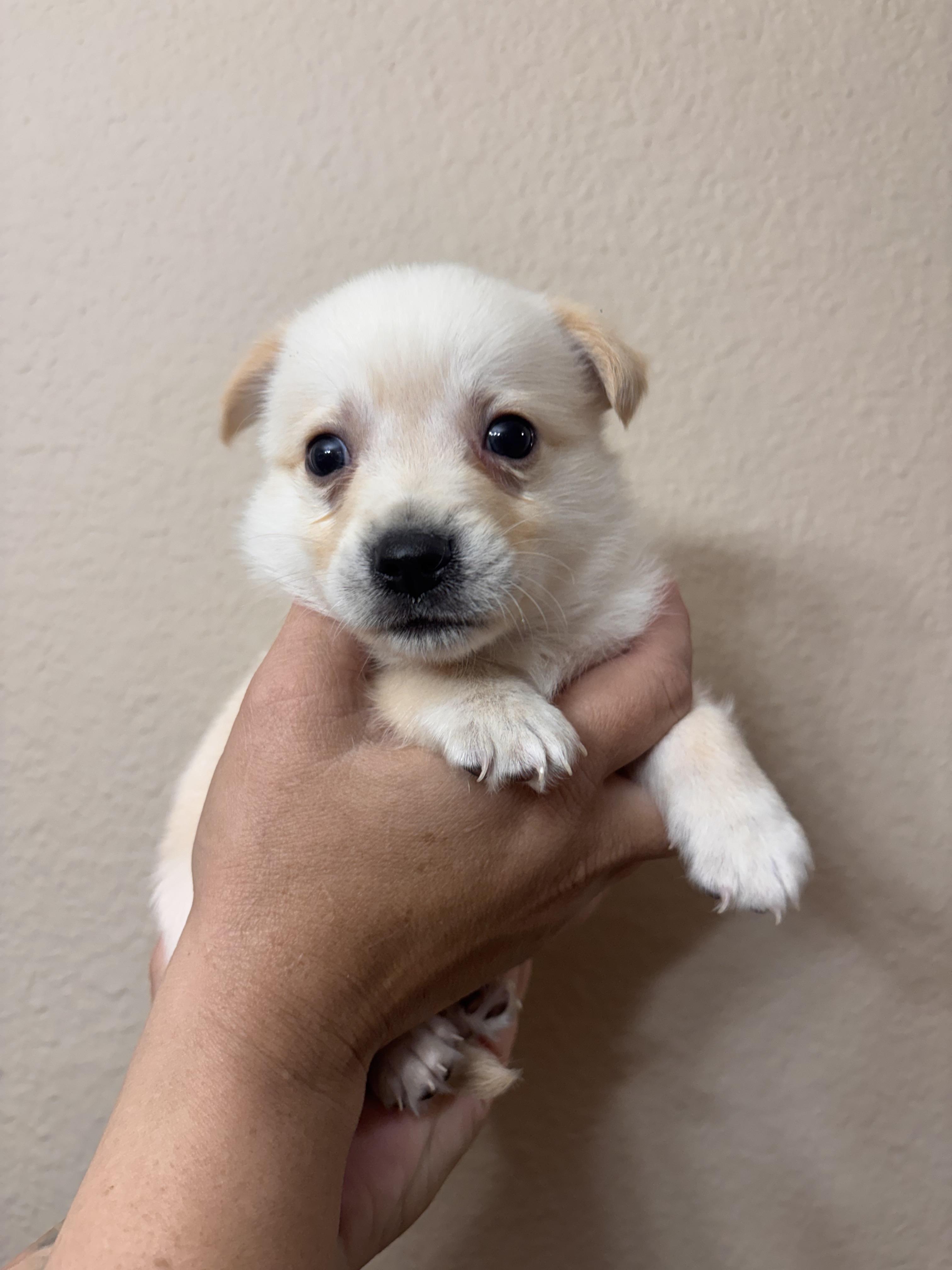 Enlarge Myer, a ADOPTABLE mixed breed in Corona, CA image 1/5