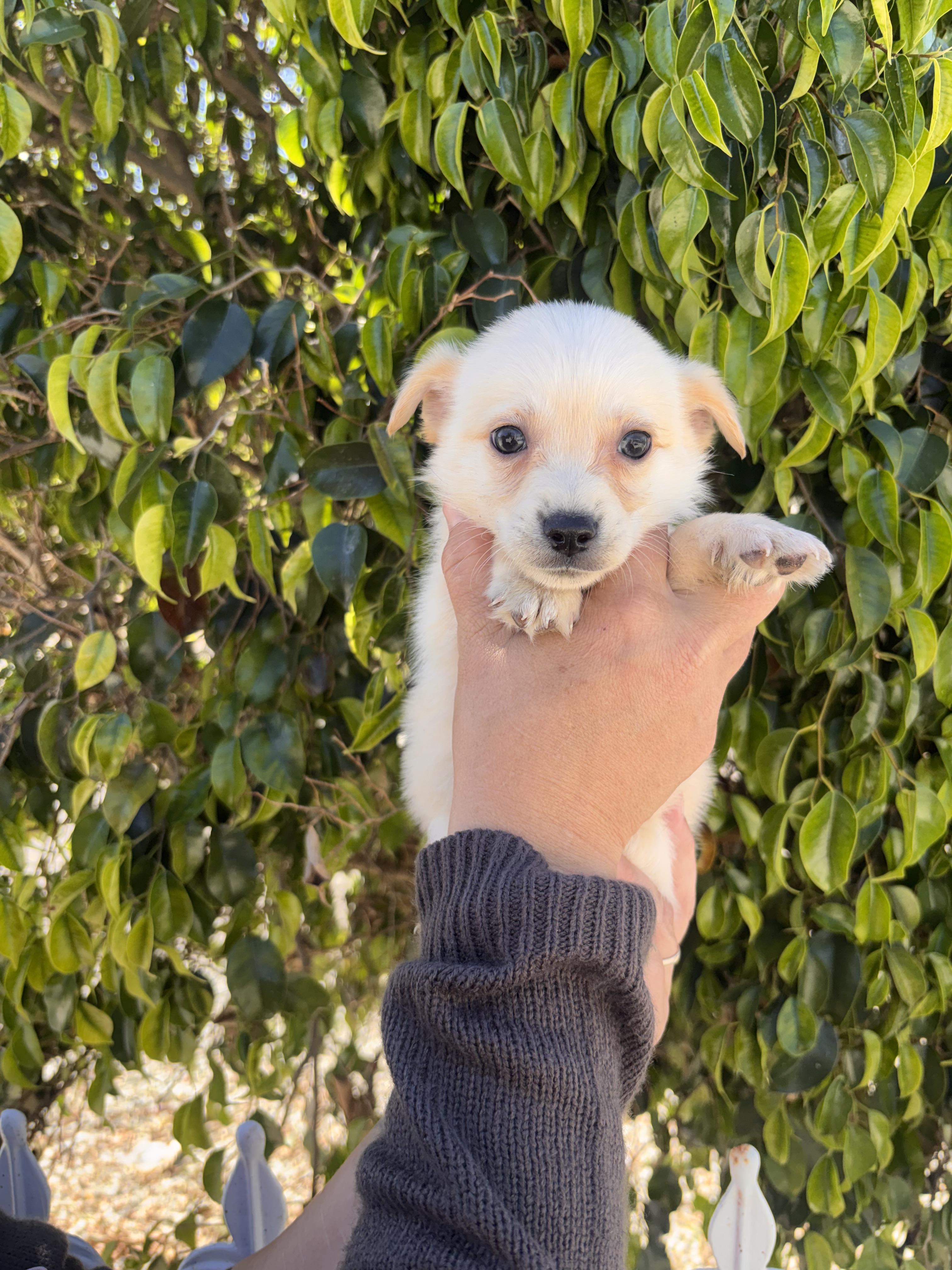 Enlarge Myer, a ADOPTABLE mixed breed in Corona, CA image 4/5