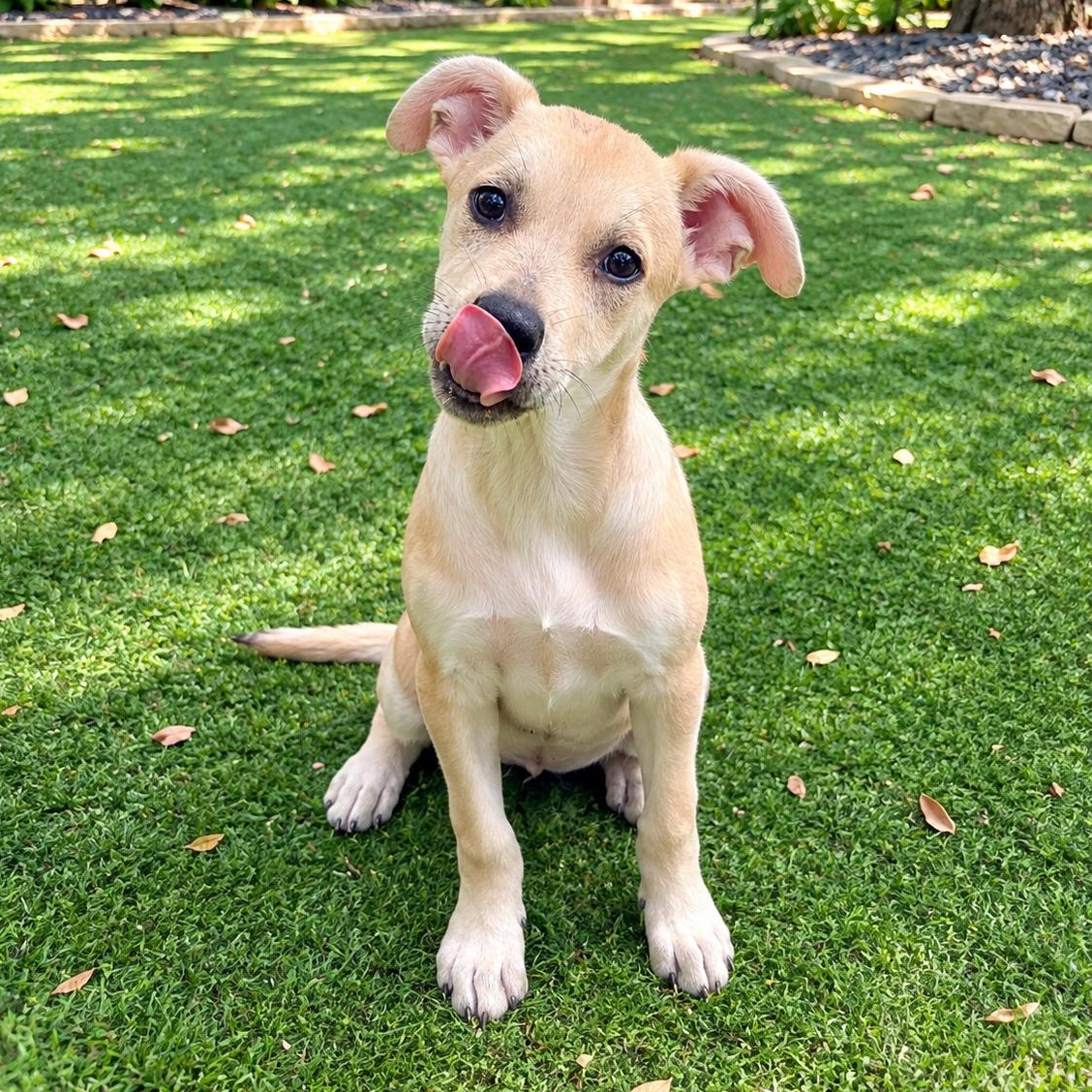 Enlarge Hallie, a Adopted mixed breed in Buffalo, NY image 4/6