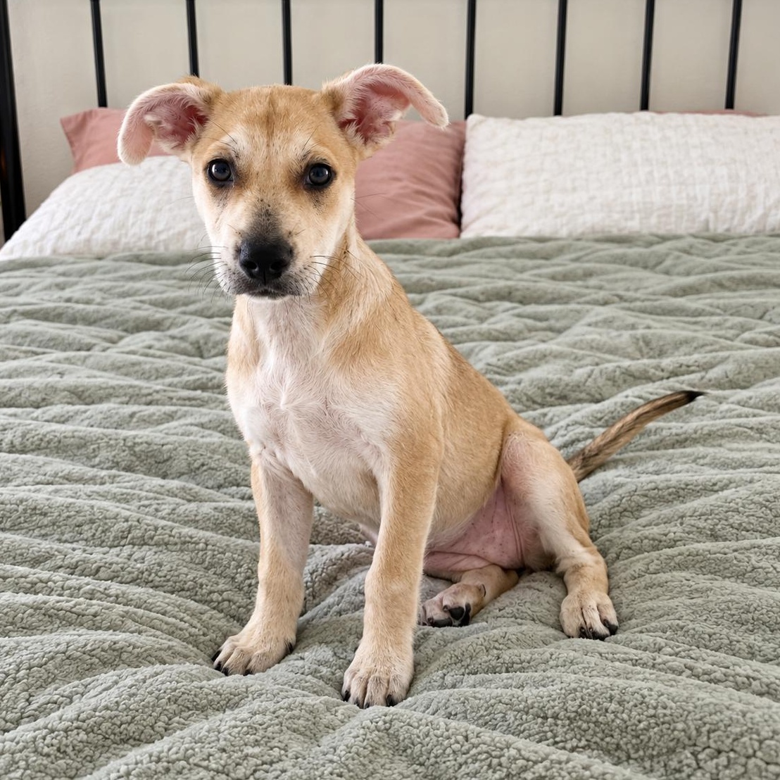 Enlarge Hallie, a Adopted mixed breed in Buffalo, NY image 2/6