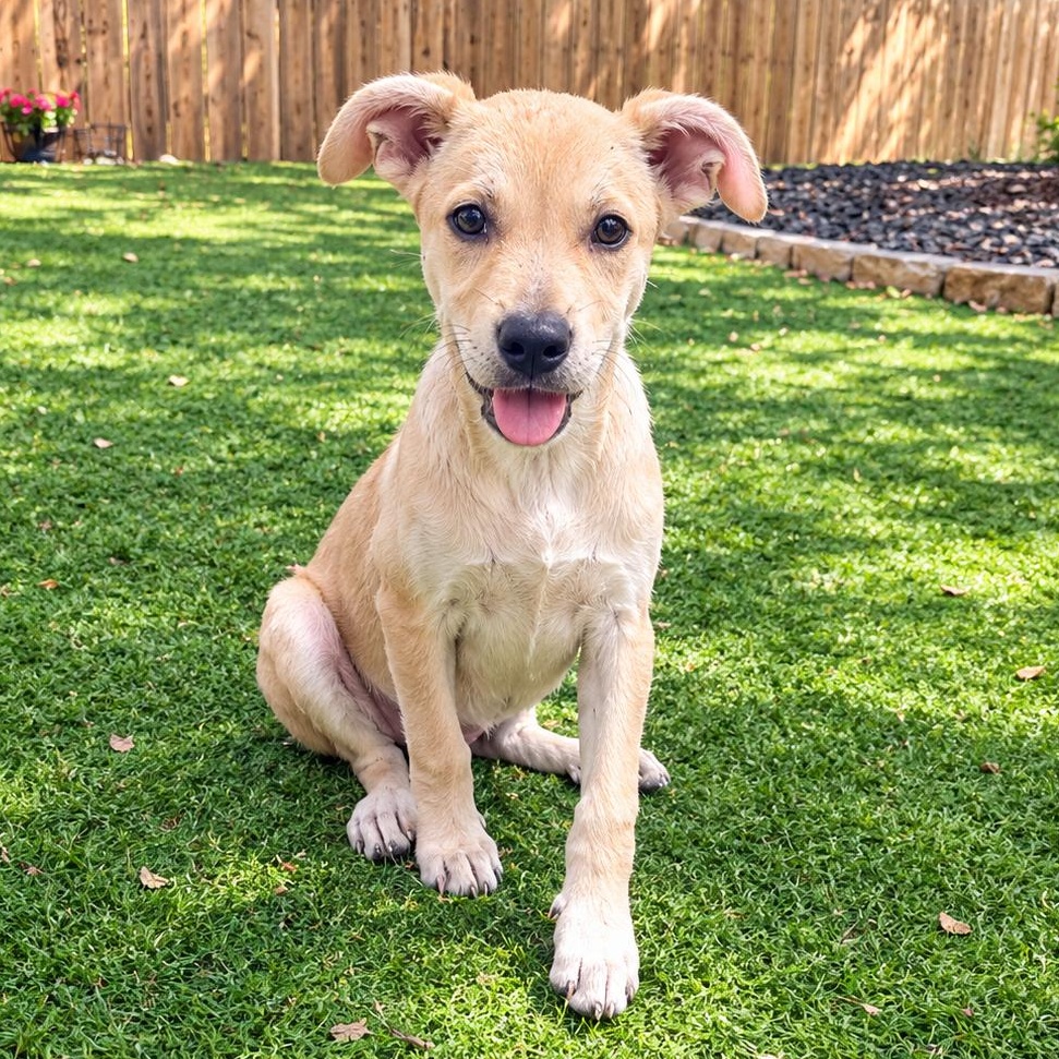Enlarge Hallie, a Adopted mixed breed in Buffalo, NY image 6/6