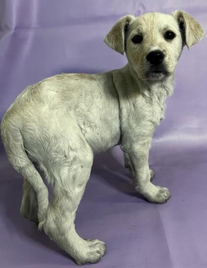 Mavis — thumbnail 2