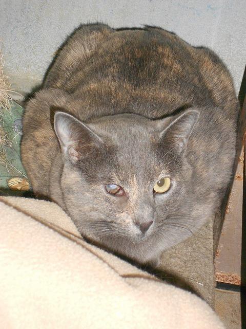 Sylvia, a Adoptable mixed breed in Pittsboro, NC image 2/4