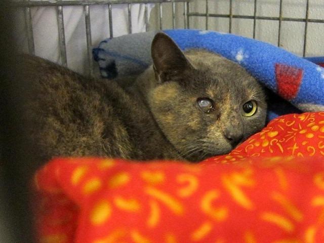 Enlarge Sylvia, a Adoptable mixed breed in Pittsboro, NC image 2/4