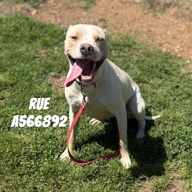 Enlarge RUE, a Adoptable mixed breed in Huntsville, AL image 1/1