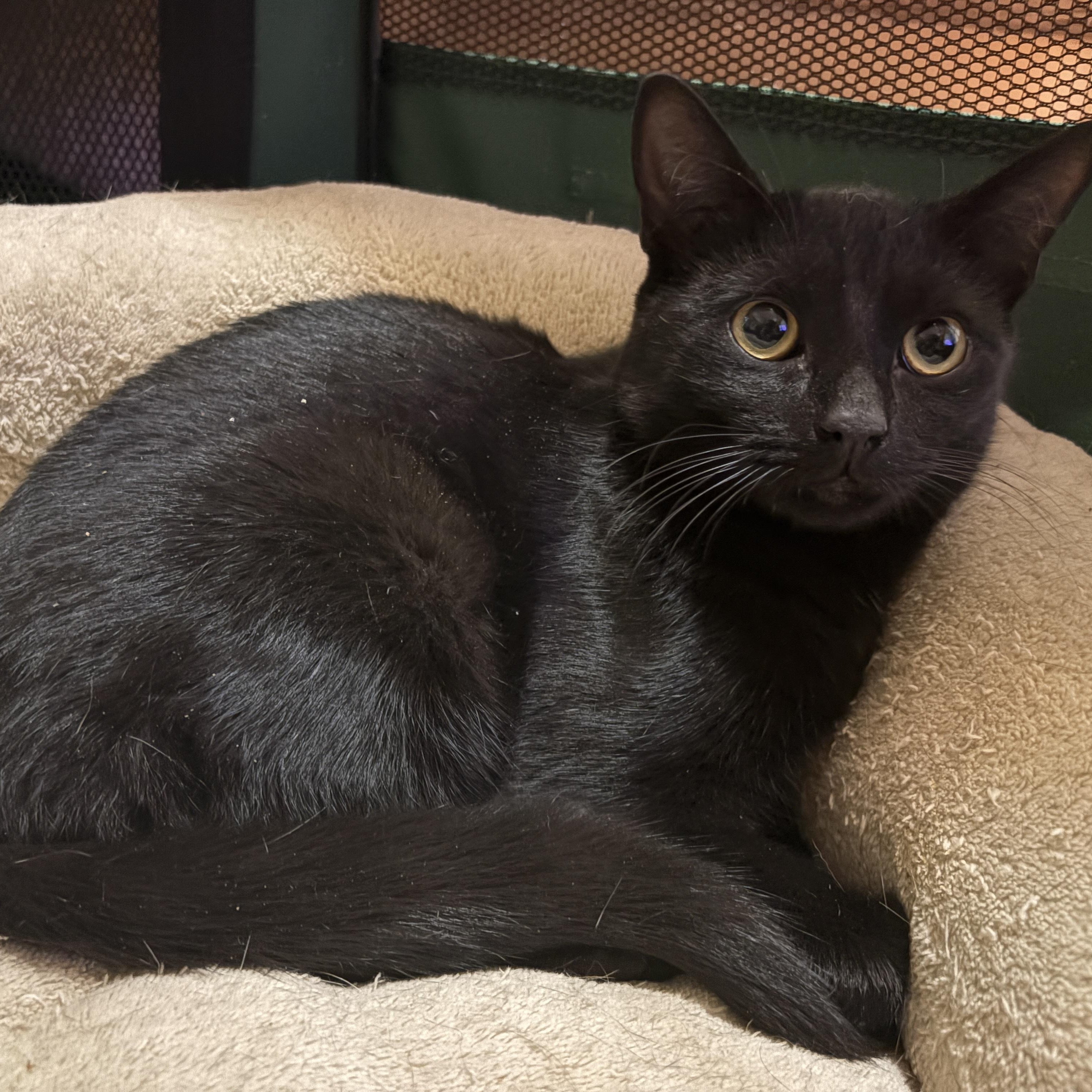 Enlarge Chapstick, a Adoptable American Shorthair in Brooklyn, NY image 1/3
