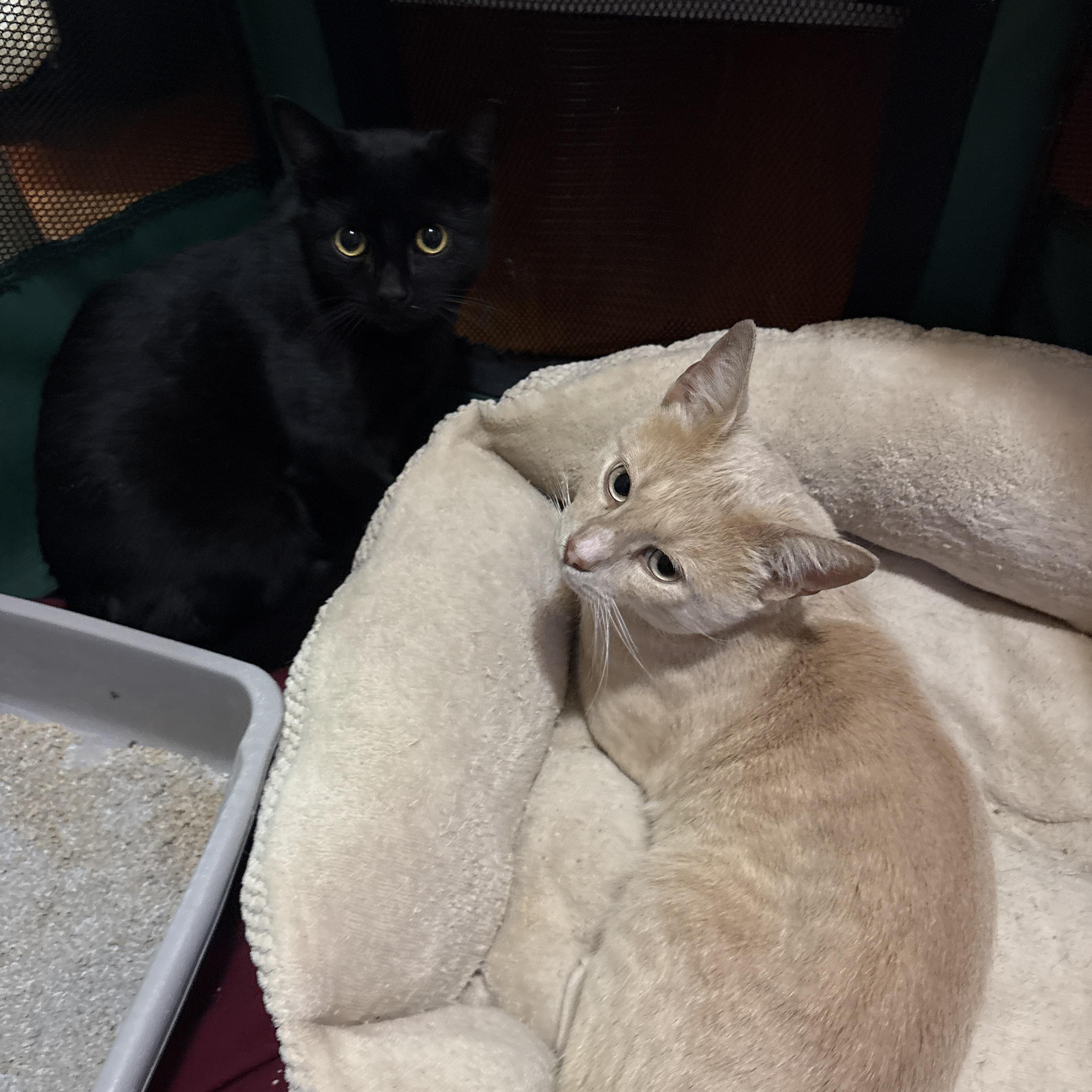 Enlarge Chapstick, a Adoptable American Shorthair in Brooklyn, NY image 2/3