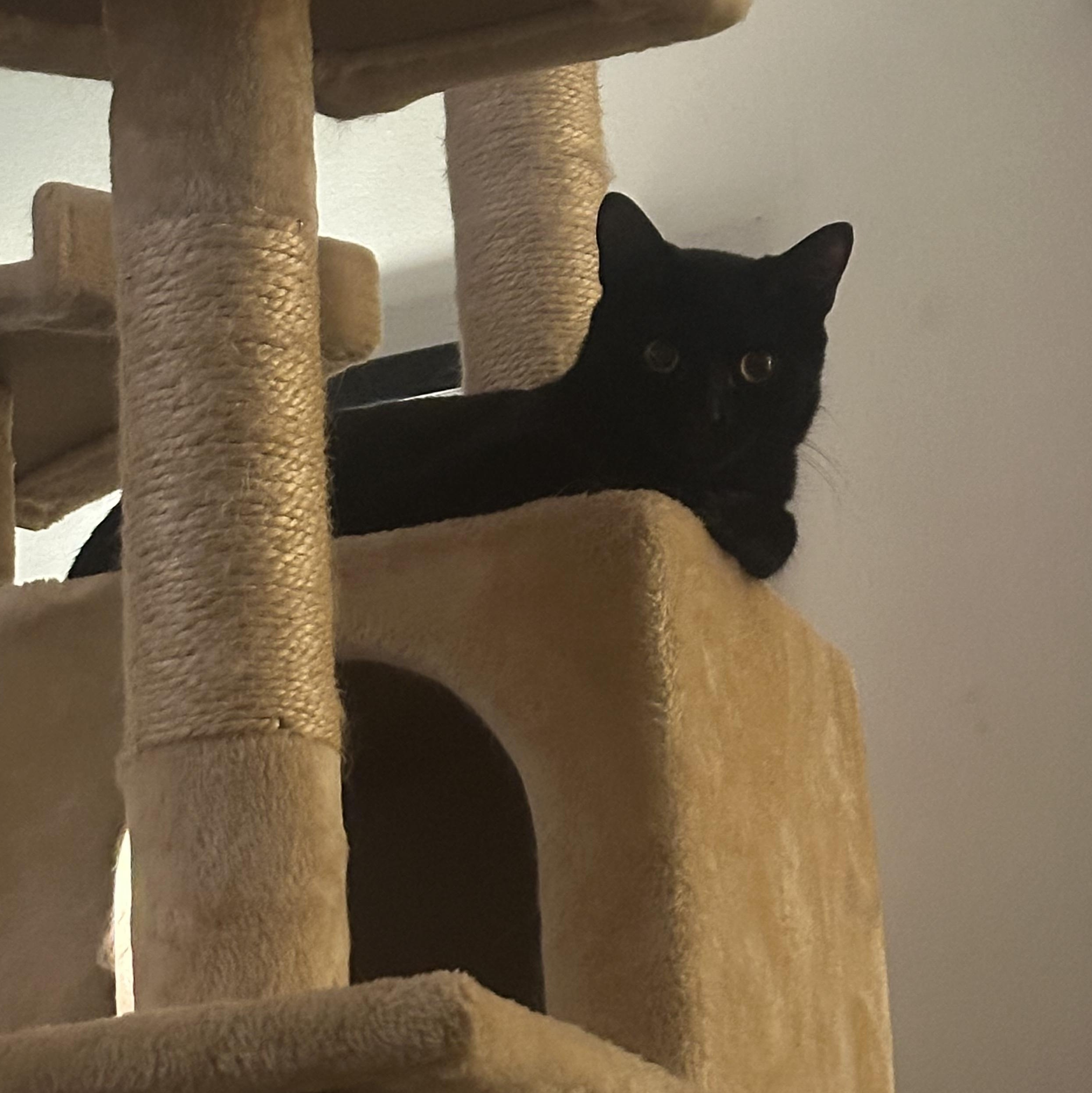 Enlarge Chapstick, a Adoptable American Shorthair in Brooklyn, NY image 3/4