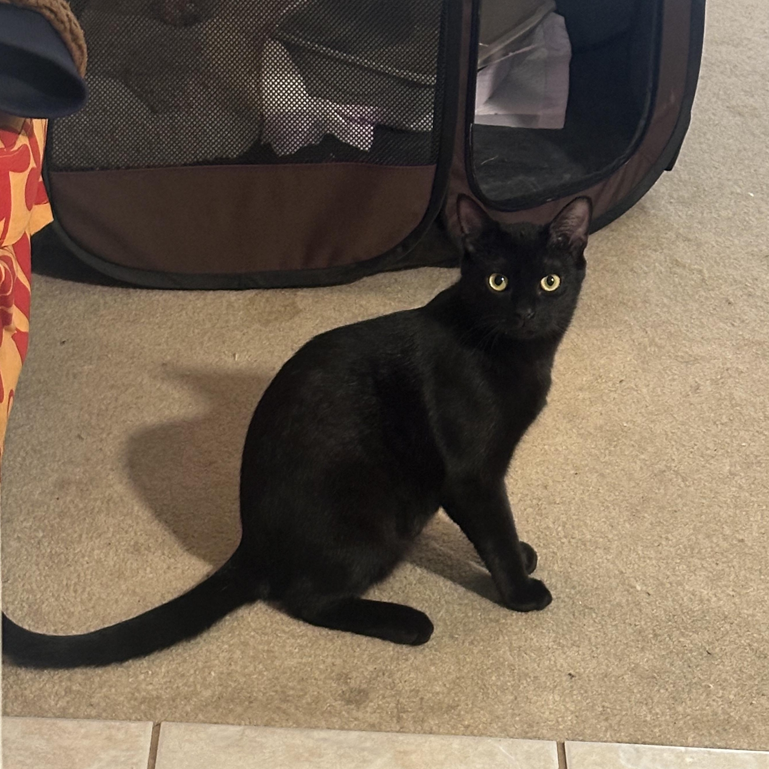 Chapstick, Adoptable, Young Male American Shorthair.