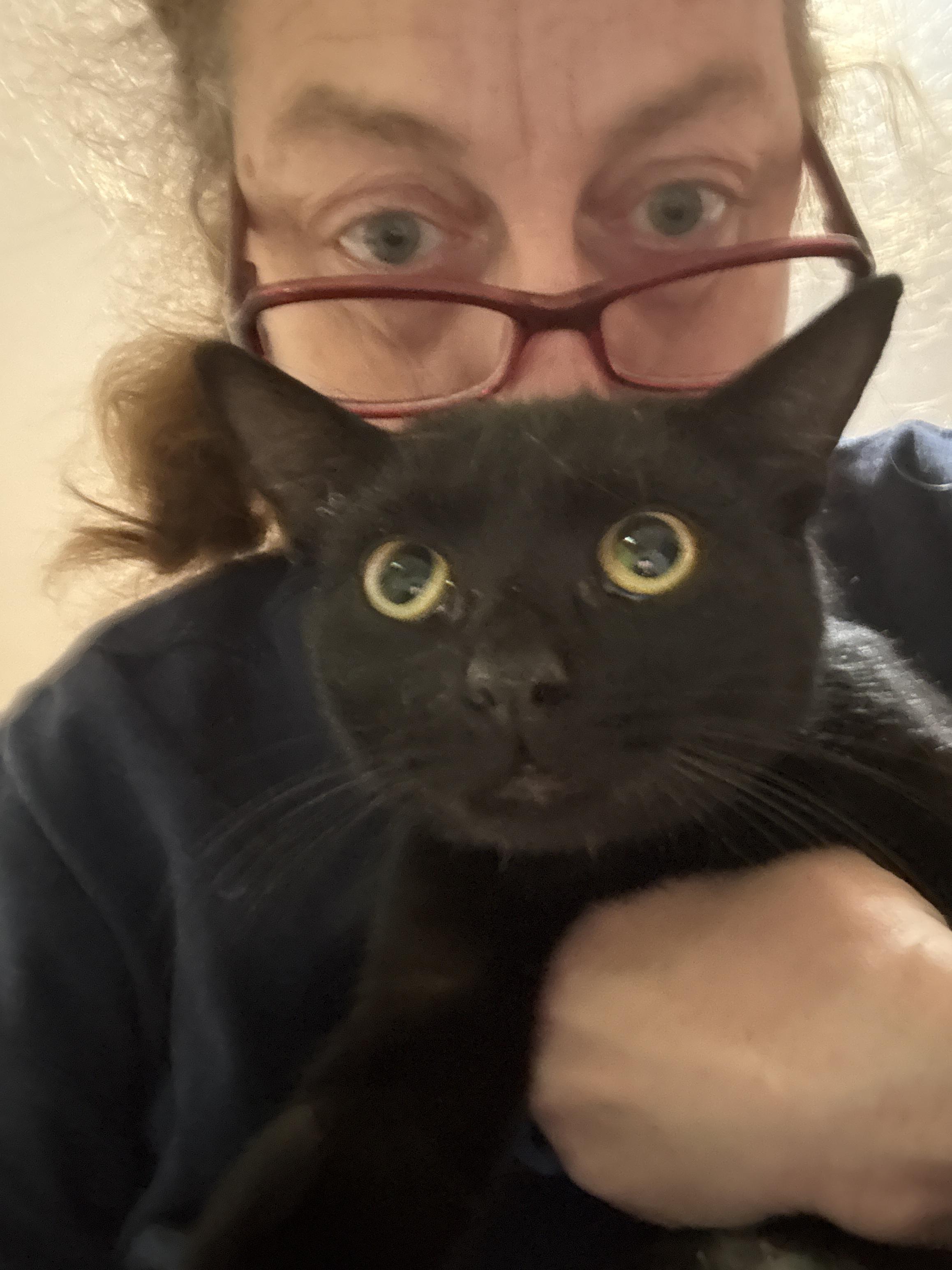 Enlarge Chapstick, a Adoptable American Shorthair in Brooklyn, NY image 3/3