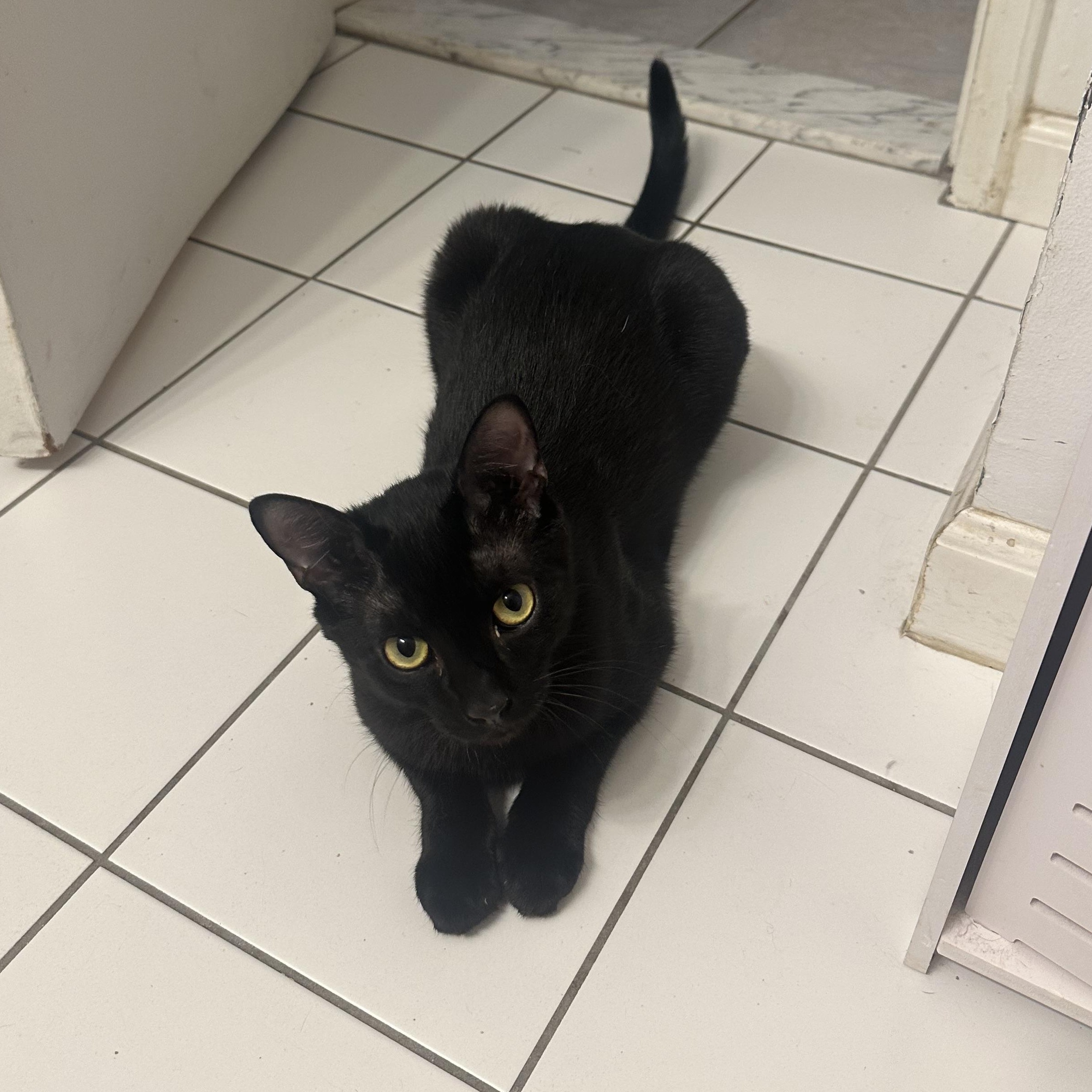 Enlarge Chapstick, a Adoptable American Shorthair in Brooklyn, NY image 4/4