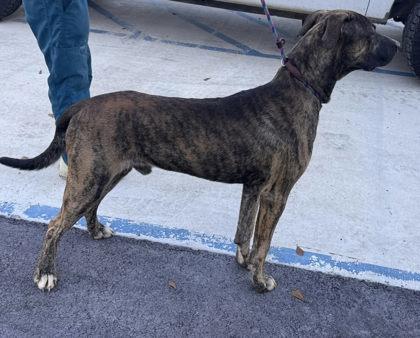 Enlarge Picasso, a Adoptable mixed breed in Guntersville, AL image 1/2