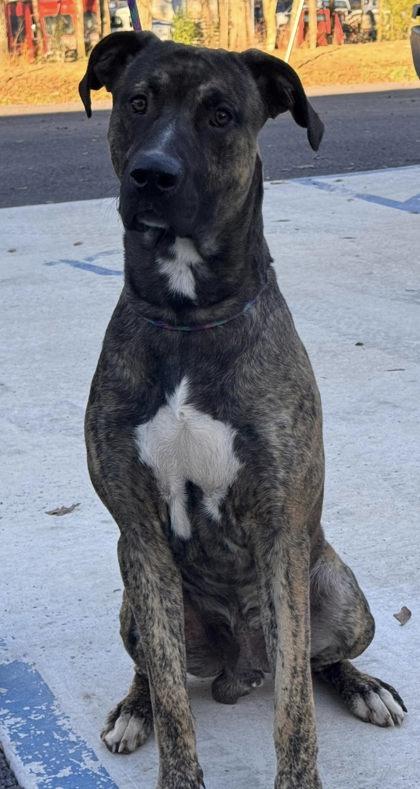 Enlarge Picasso, a Adoptable mixed breed in Guntersville, AL image 2/2