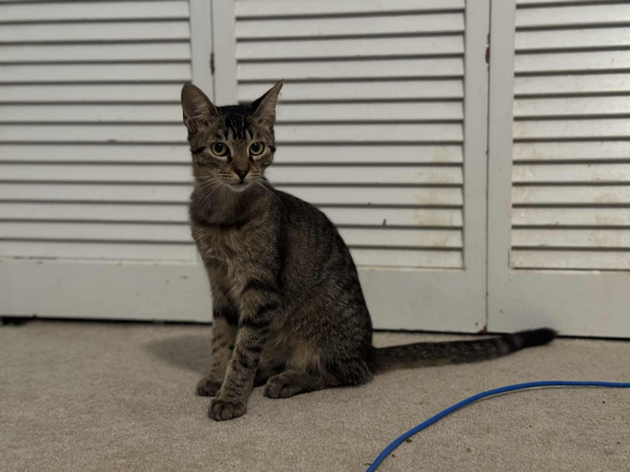 Skip, Adoptable, Kitten Male Tabby.