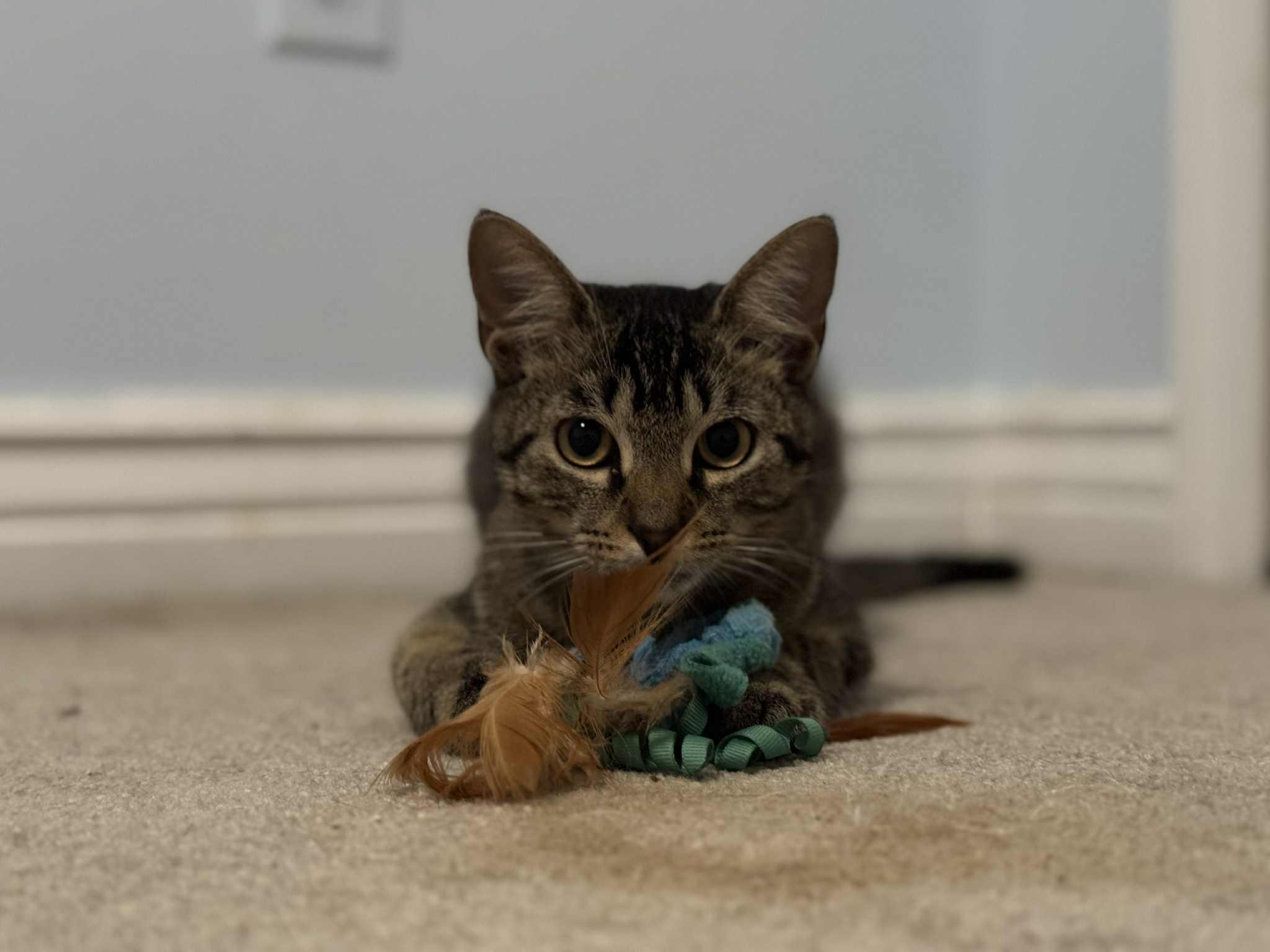 Skip, a Adoptable mixed breed in Orlando, FL image 2/4