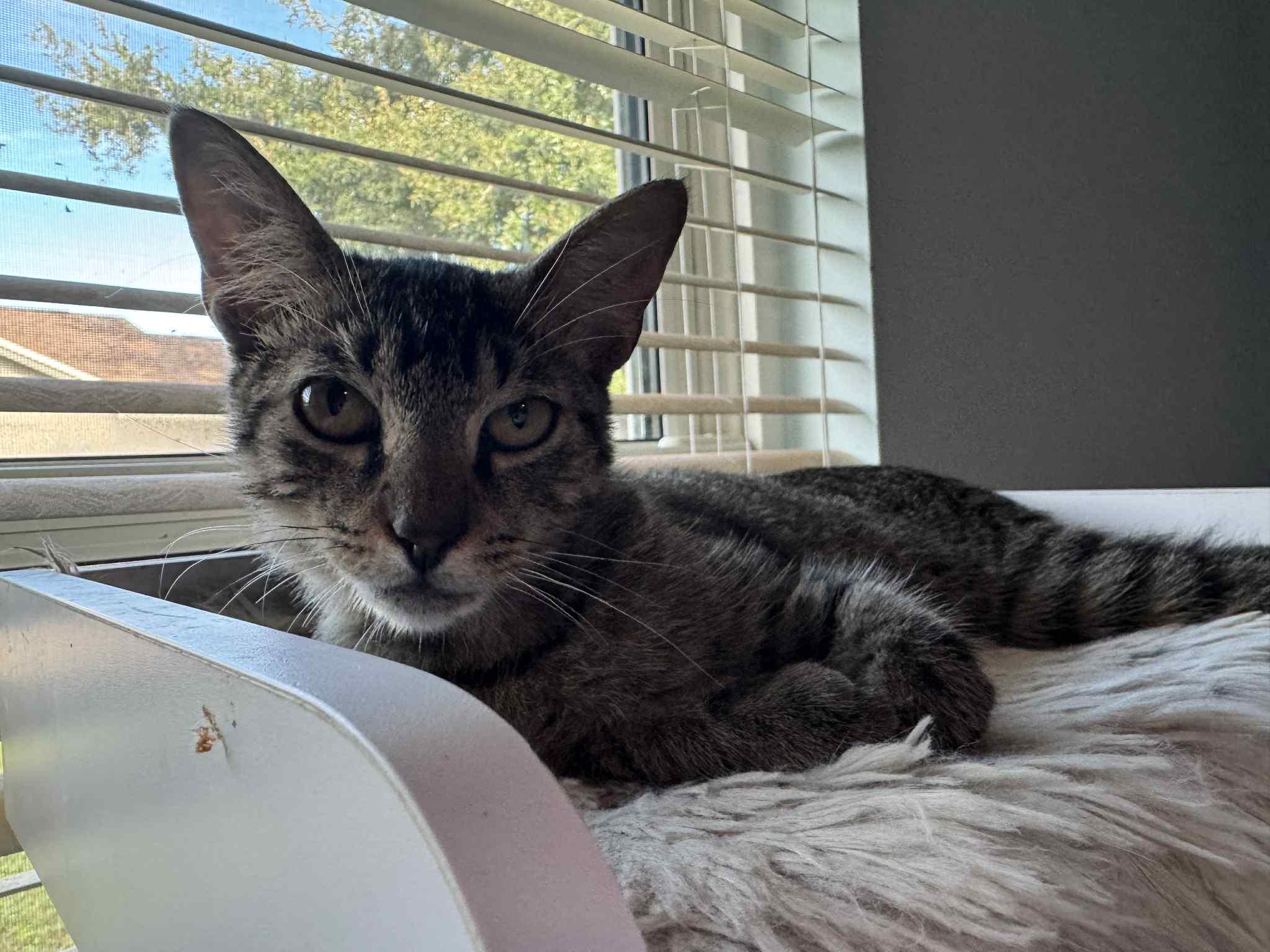 Skip, a Adoptable mixed breed in Orlando, FL image 3/4