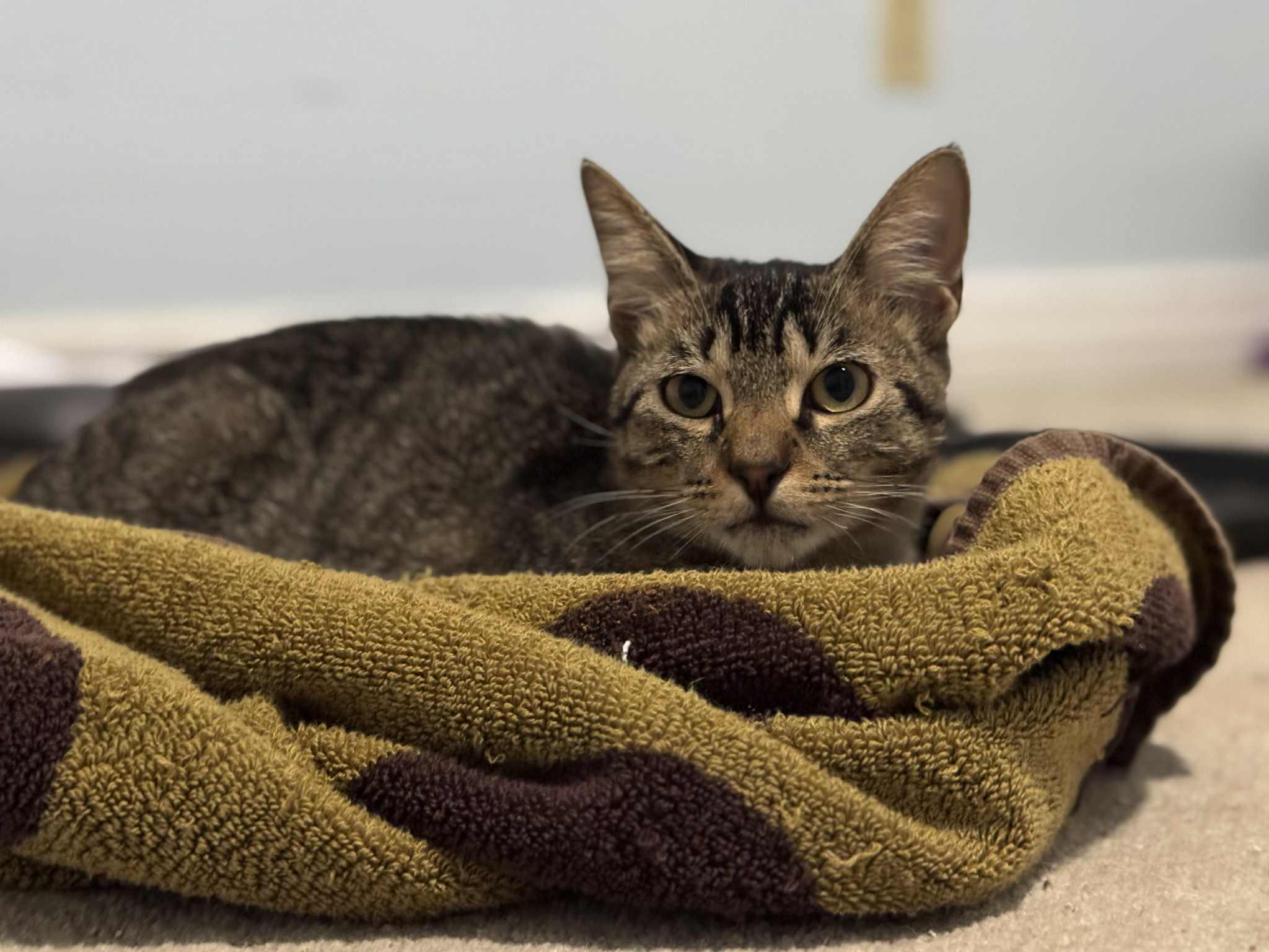 Skip, a Adoptable mixed breed in Orlando, FL image 4/4