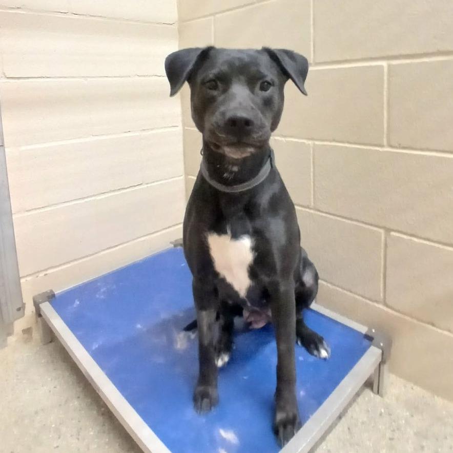 Fergie, Adoptable, Young Female Pit Bull Terrier & Black Labrador Retriever.