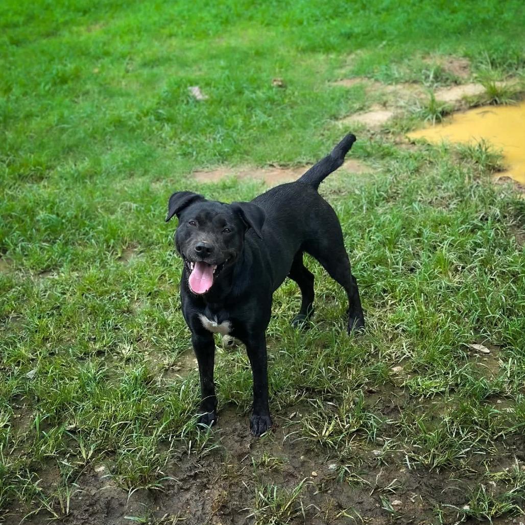 Enlarge Fergie, a Adoptable mixed breed in Wadena, MN image 1/6