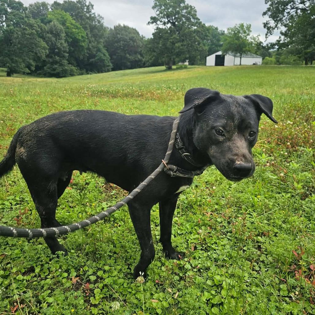 Fergie, Adoptable, Young Female Pit Bull Terrier & Black Labrador Retriever.