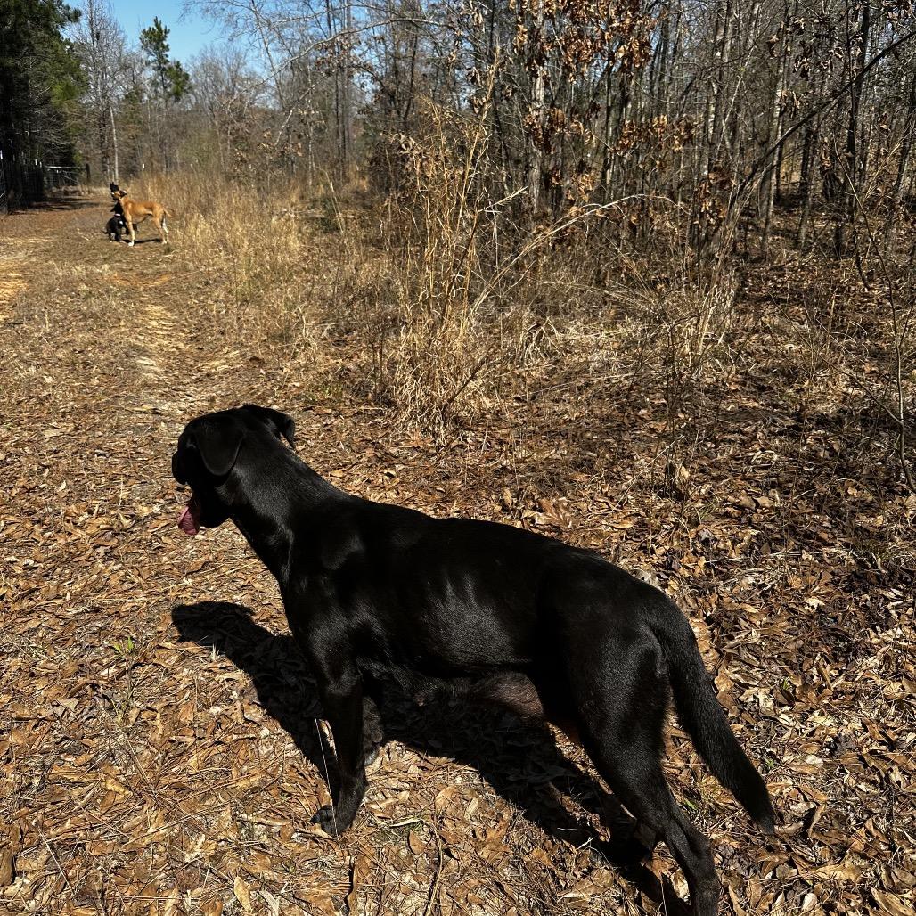 Enlarge Fergie, a Adoptable mixed breed in Wadena, MN image 1/3