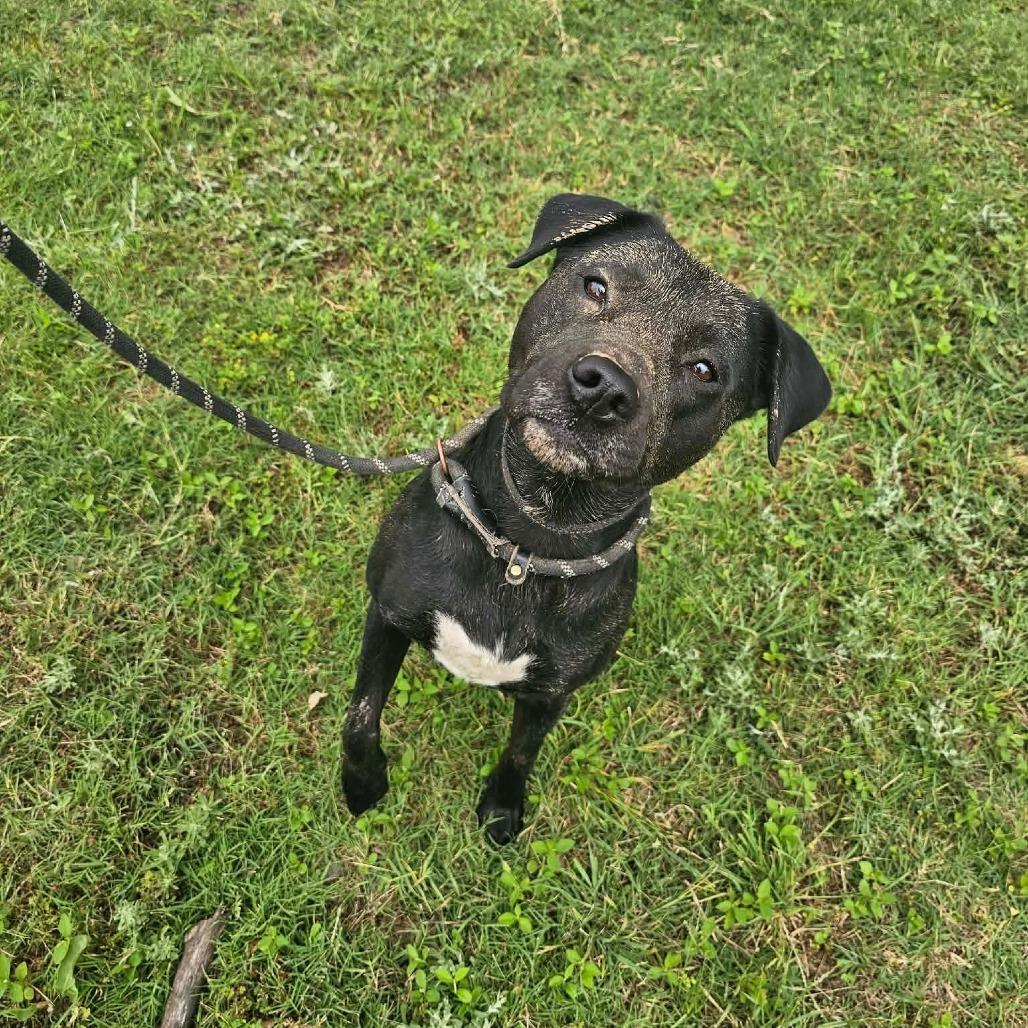 Enlarge Fergie, a Adoptable mixed breed in Wadena, MN image 3/6